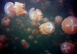 Jellyfish Lake in Palau, Micronesia. Thousands of Mastigi... by Robyn Churchill 